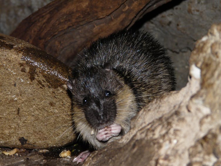 native water rats have worked out how to safely eat cane toads