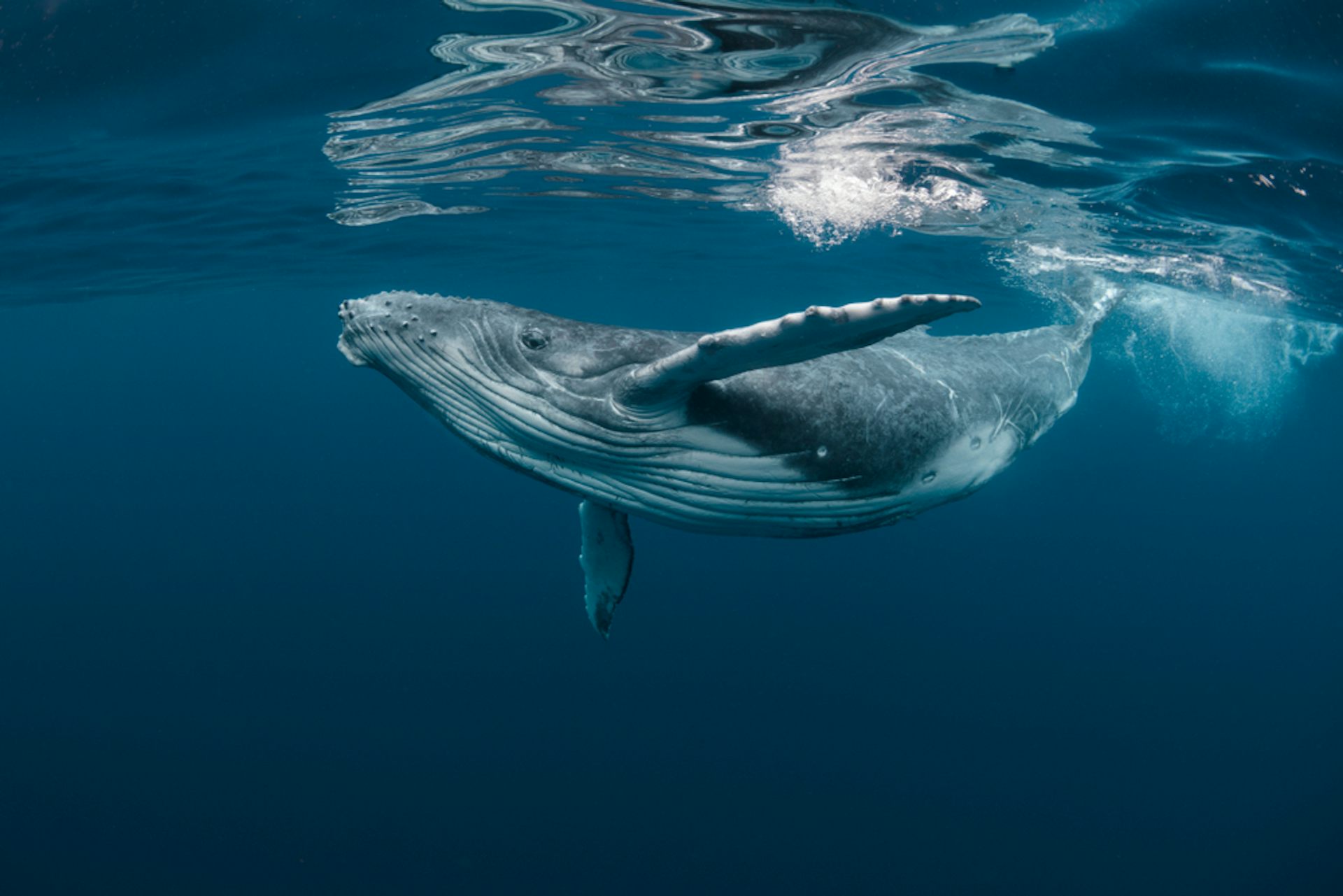 blue whale blue whale