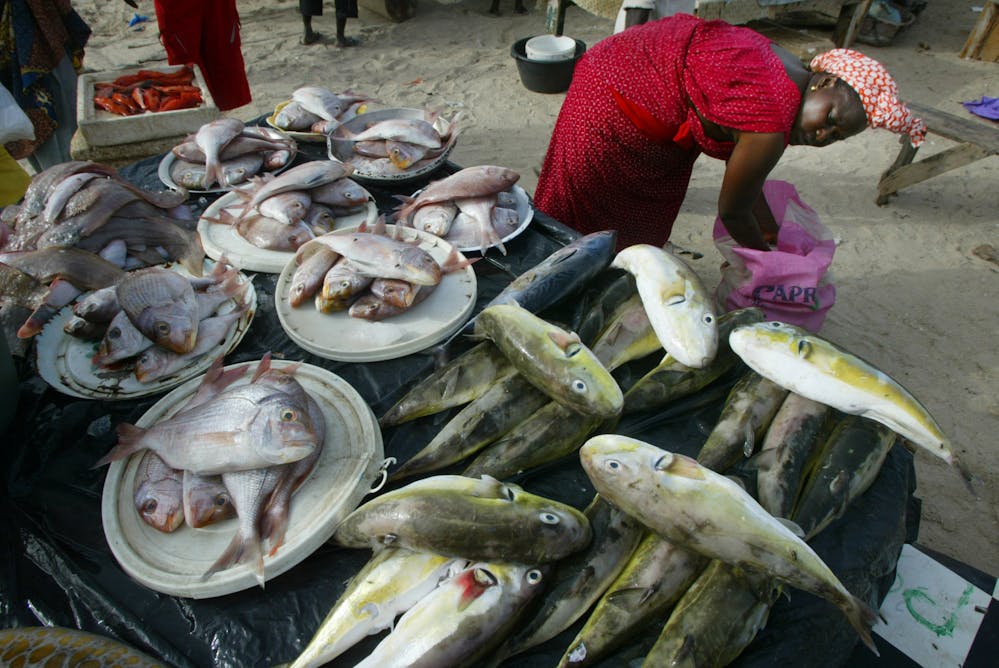 Senegal struggles with loss of fish central to diet, culture