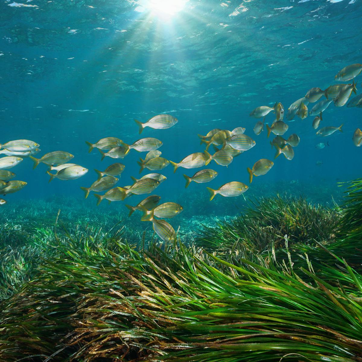 Top 105 + Sea animals and plants - Lestwinsonline.com