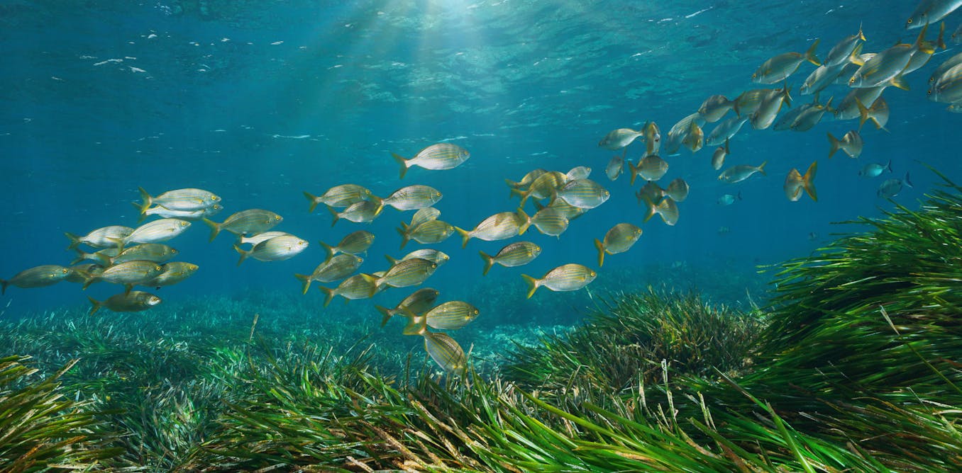 10 Stunning Plants and Sea Creatures on the Ocean Floor