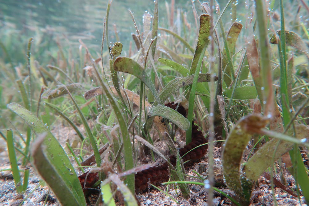 Revealed: how underwater plants and corals can help animals survive marine  heatwaves