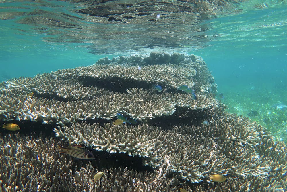 Revealed: how underwater plants and corals can help animals survive marine  heatwaves