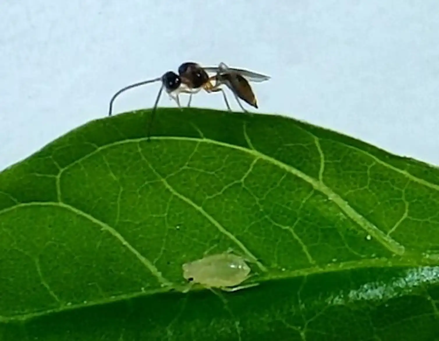 Insects might soon be trained to protect our crops