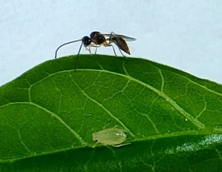 Parasitoid female and aphid nymph