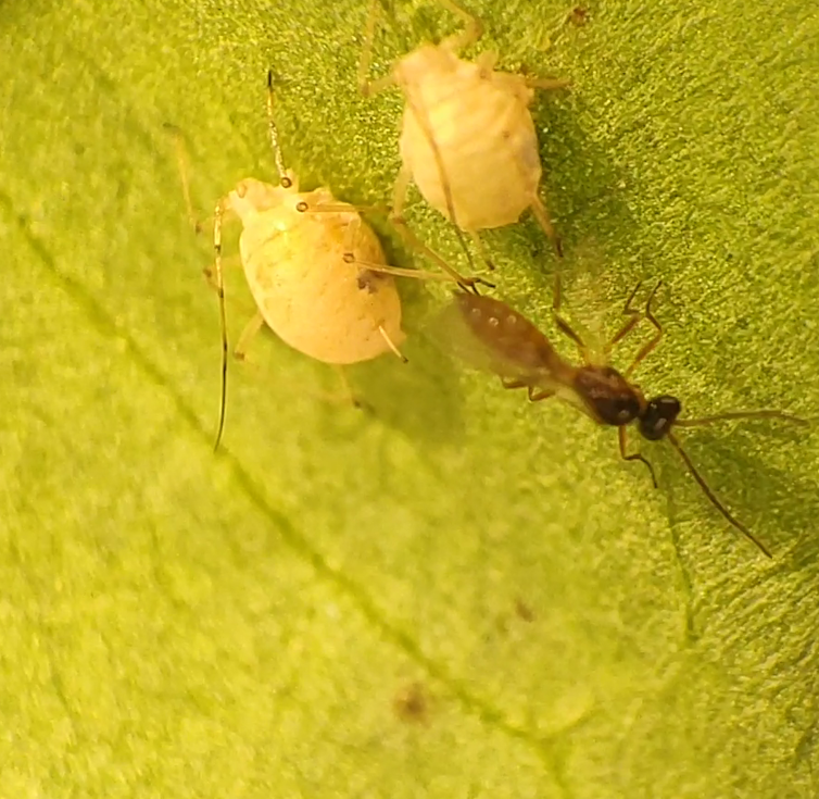 Mummified aphids