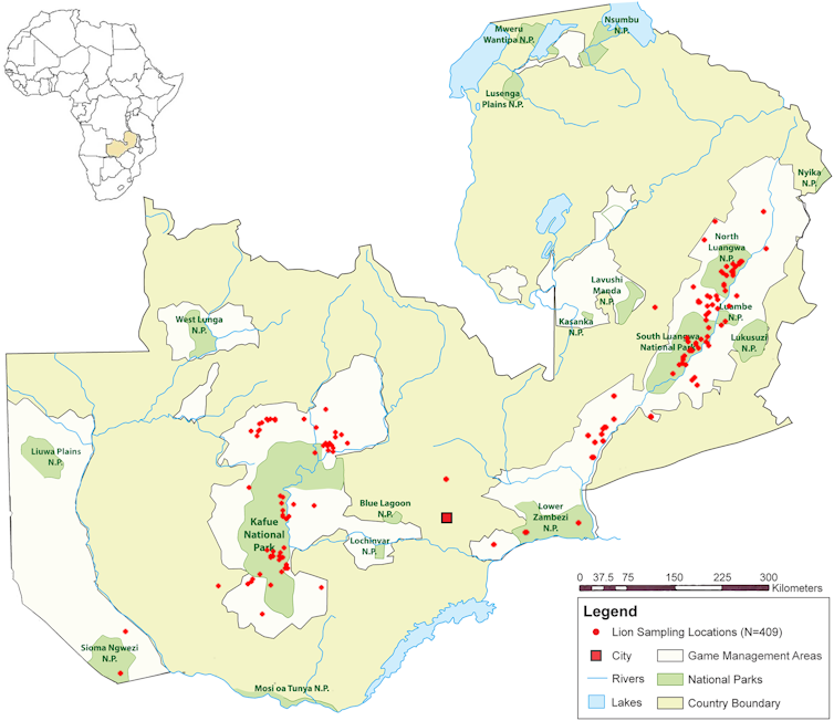 Sneaky lions in Zambia are moving across areas thought uninhabitable for them