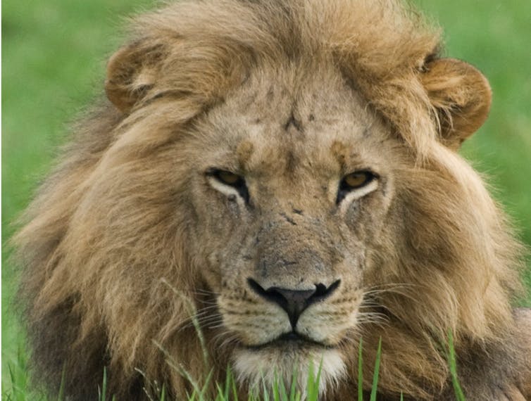 Sneaky lions in Zambia are moving across areas thought uninhabitable for them