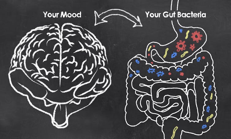 Intestinal microbes that describe and damages the liver: how the microbiota can transform microcrack 1 Figure of a chalk that displays double arrows between brain and bowels, populated microbes