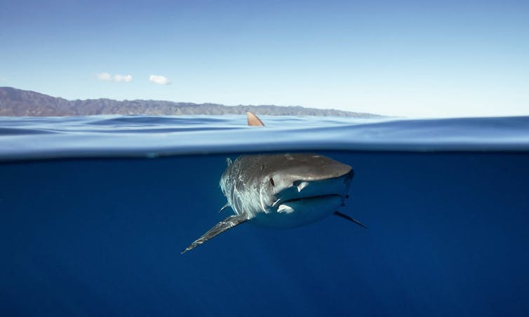 Shark nets and culls don't necessarily make Australian beaches safer