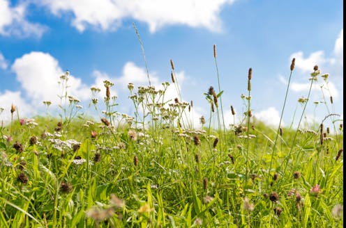 How to manage grass pollen exposure this hay fever season: an expert guide