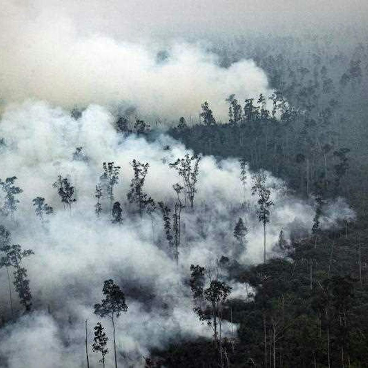 Tidak Cukup Restorasi Gambut Untuk Mencegah Kebakaran Hutan Tidak Cukup Restorasi Gambut Untuk Mencegah Kebakaran Hutan