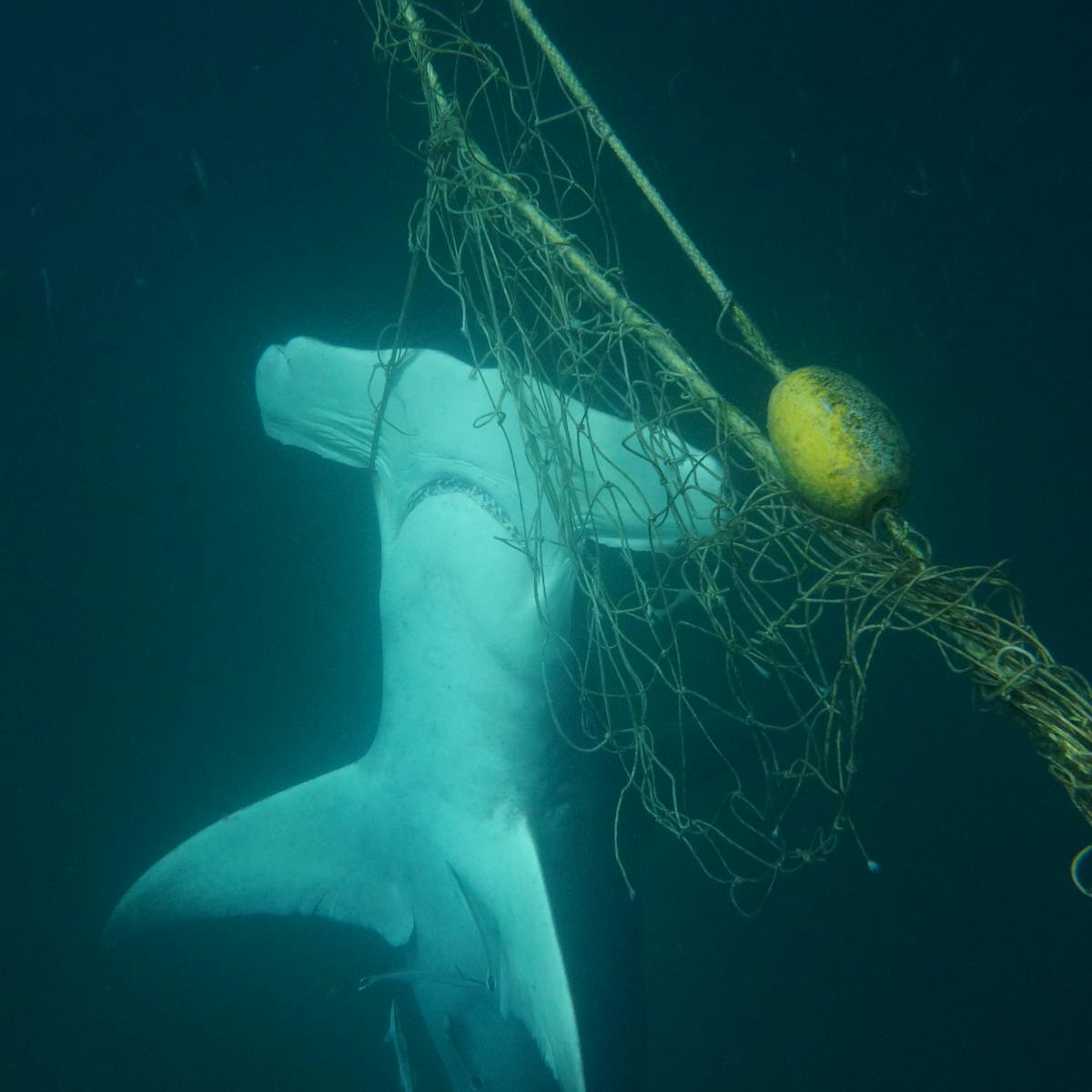 Shark Nets And Culls Don T Necessarily Make Australian Beaches Safer