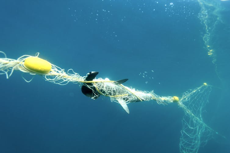 Shark nets and culls don't necessarily make Australian beaches safer