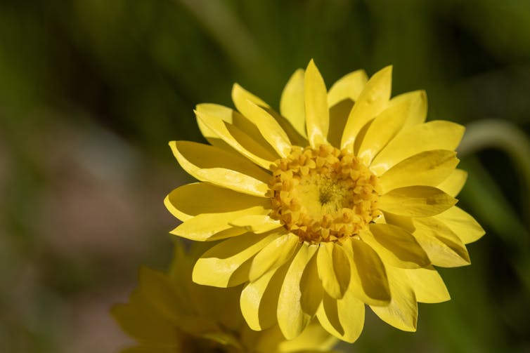 The showy everlasting is endangered, but a primary school is helping out