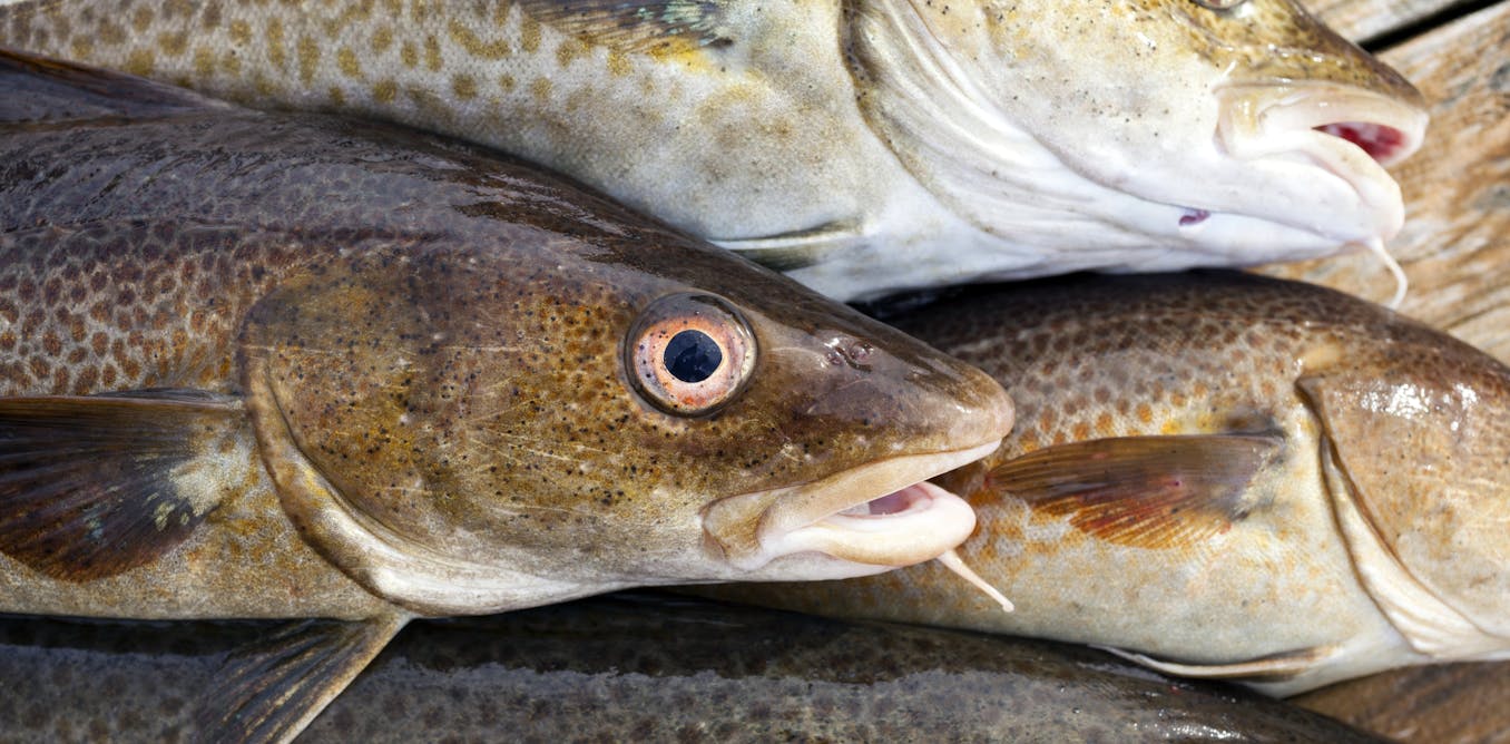North Sea cod should never have been labelled sustainable in the first ...