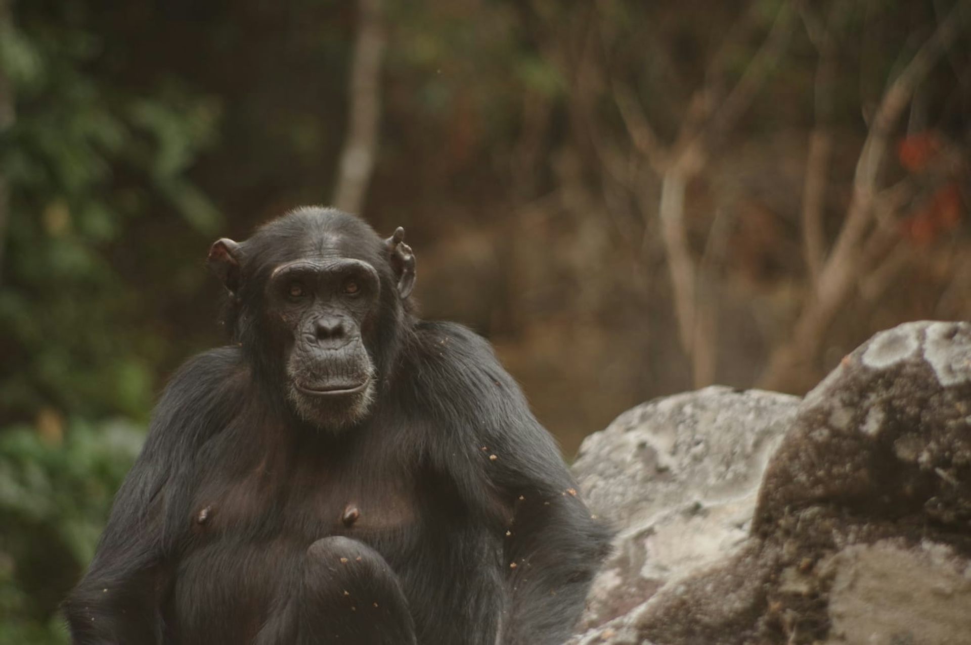 chimpanzee kill