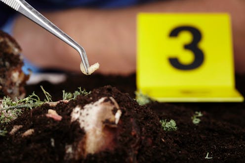Trust Me, I'm An Expert: forensic entomology, or what bugs can tell police about when someone died
