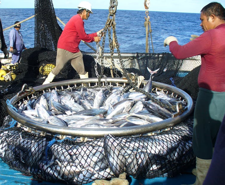 Tens of thousands of tuna-attracting devices are drifting around the Pacific