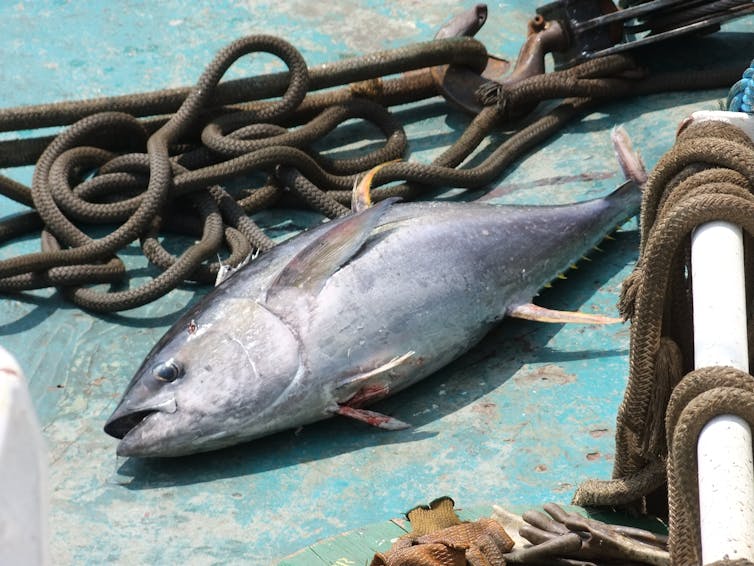Tens of thousands of tuna-attracting devices are drifting around the Pacific
