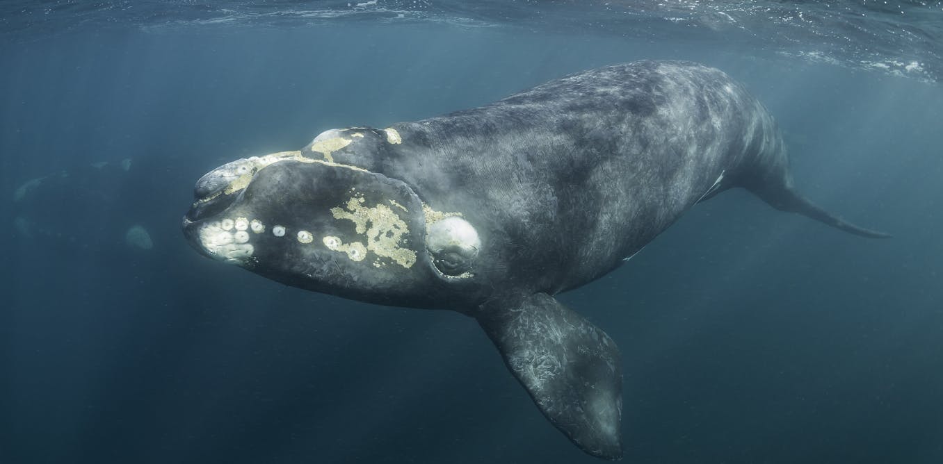 How Do You Weigh A Live Whale