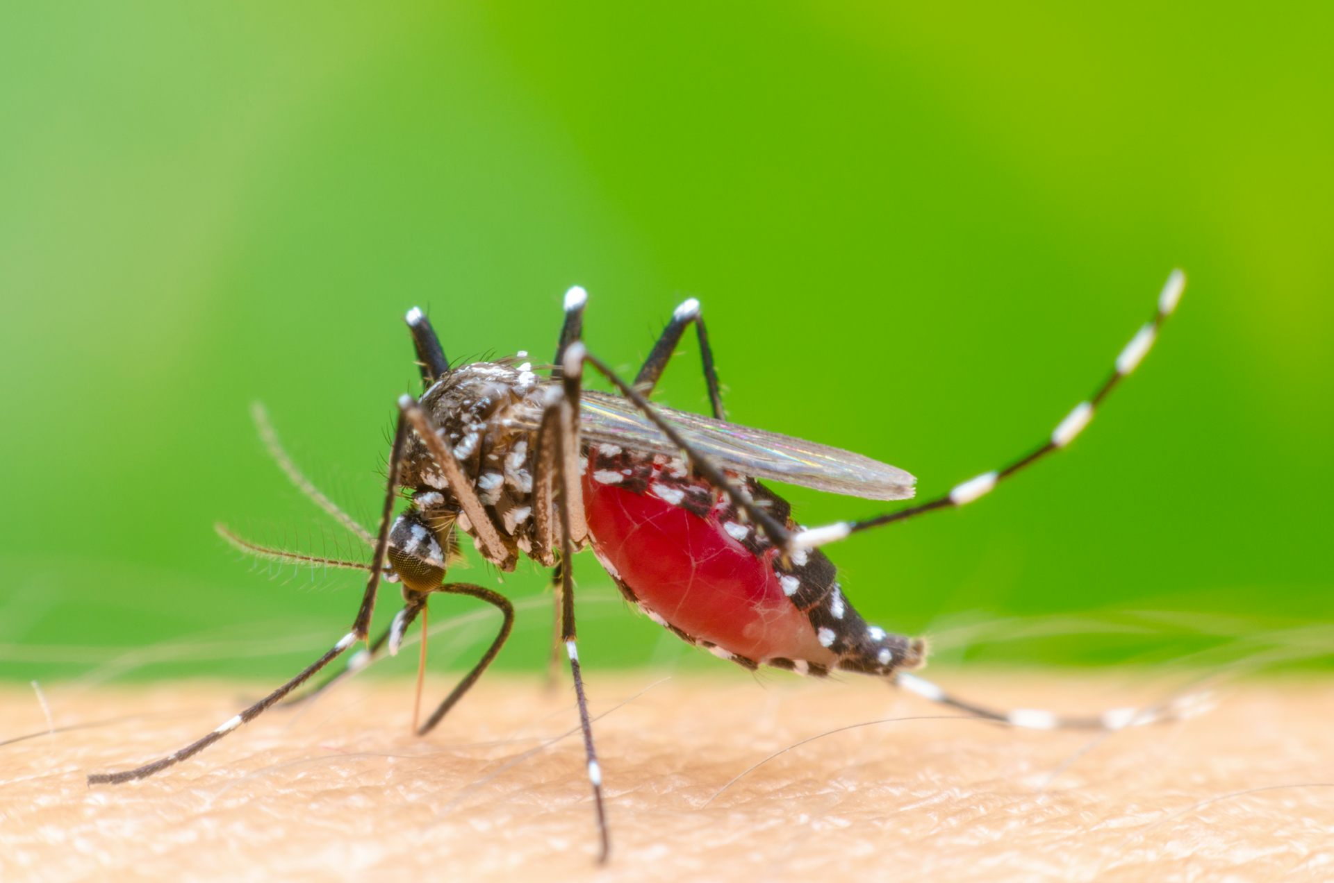 mosquito