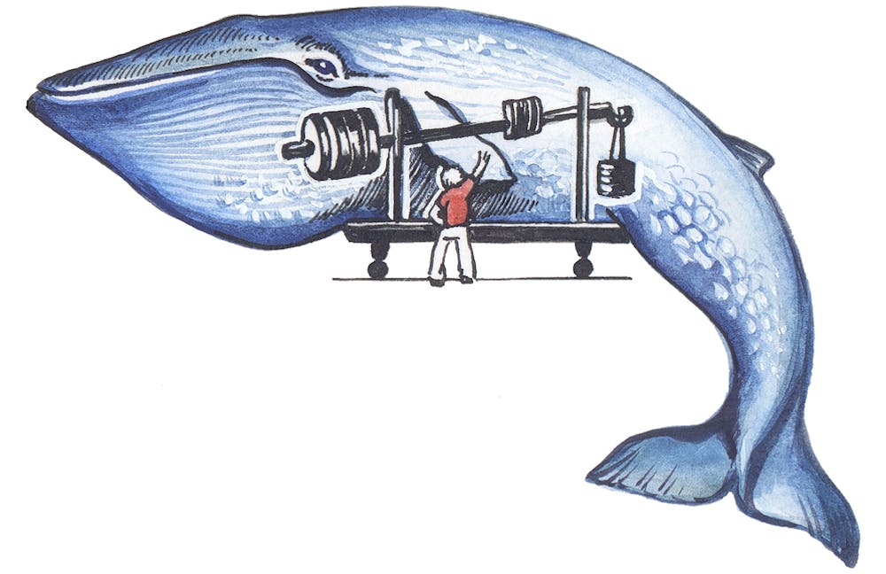 How Do You Weigh A Live Whale