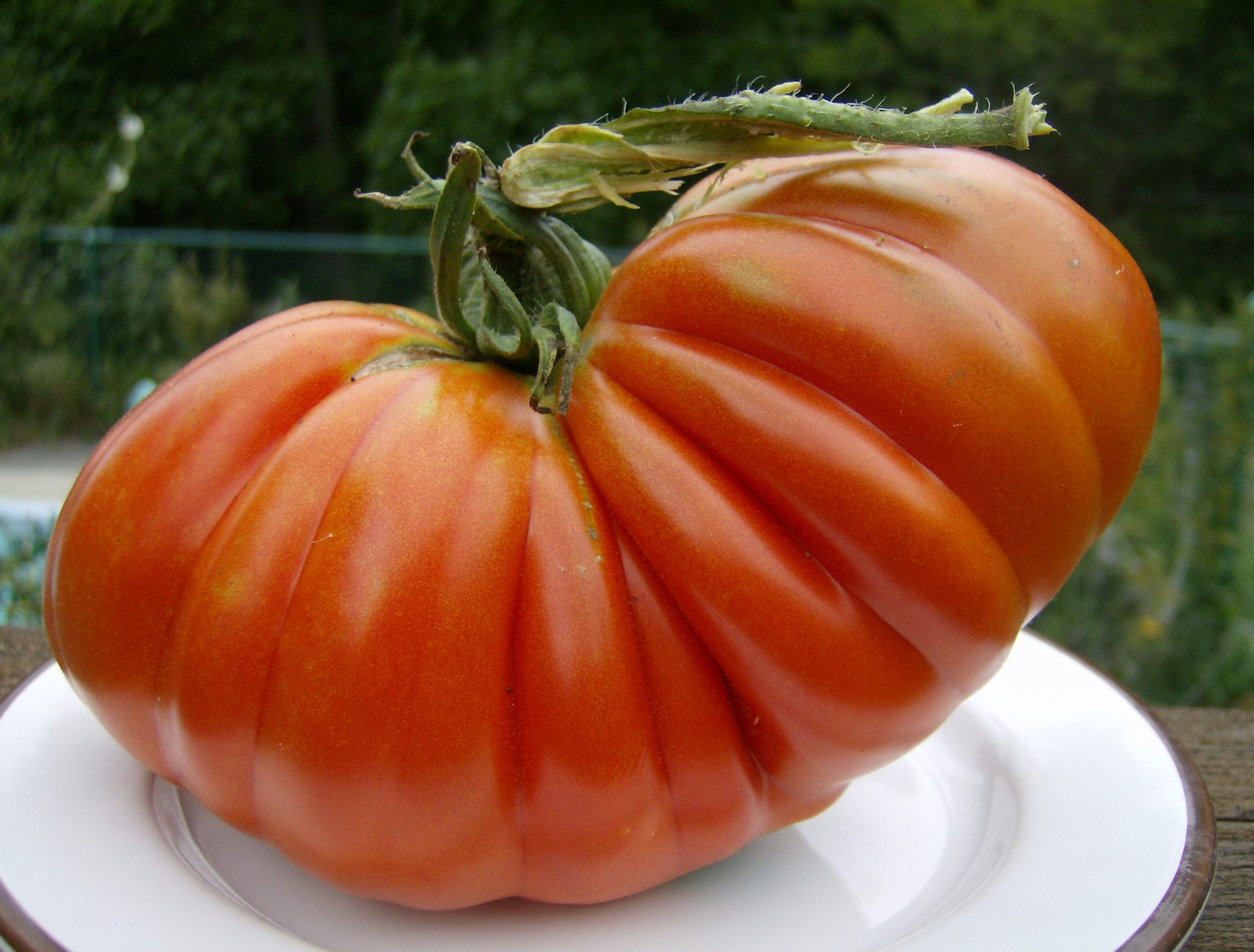 Biggest tomato in the 2025 world guinness world record