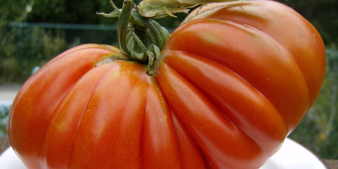 Growing the big one – 6 tips for your own prize-winning tomatoes