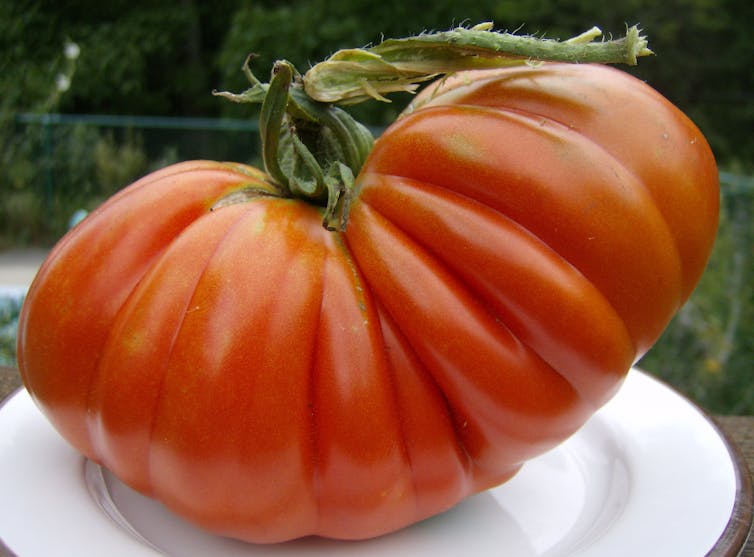 Growing the big one – 6 tips for your own prize-winning tomatoes