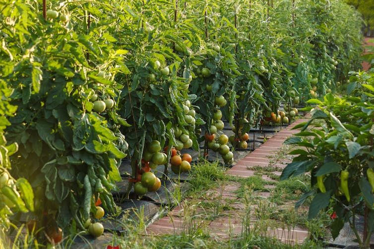 Growing the big one – 6 tips for your own prize-winning tomatoes