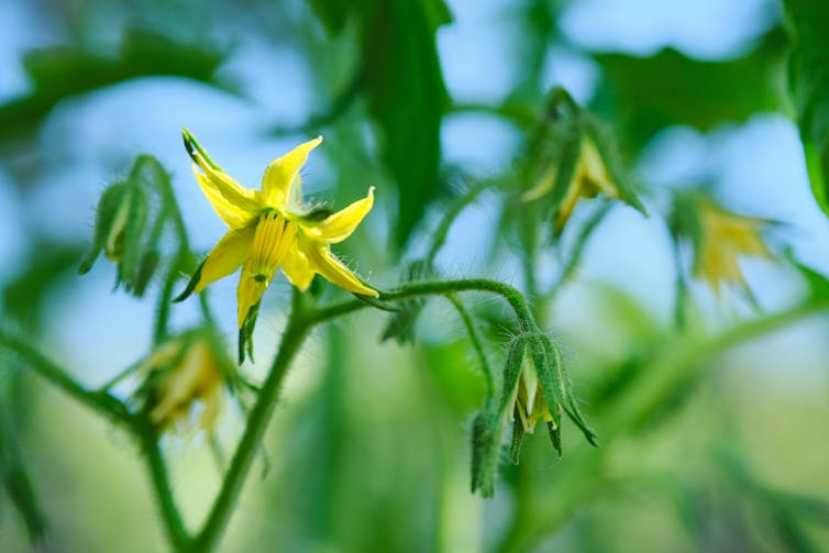 Growing the big one – 6 tips for your own prize-winning tomatoes