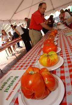 Growing the big one – 6 tips for your own prize-winning tomatoes