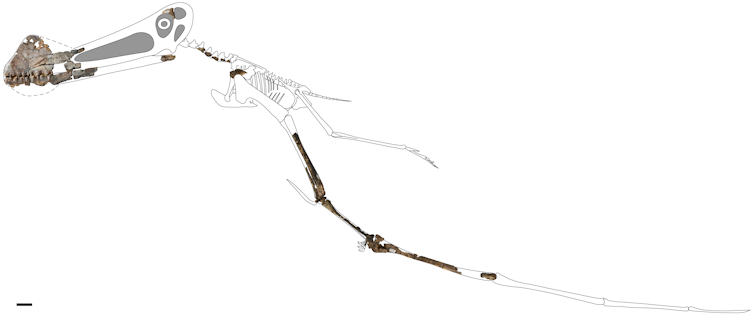 4-metre flying reptile unearthed in Queensland is our best pterosaur fossil yet