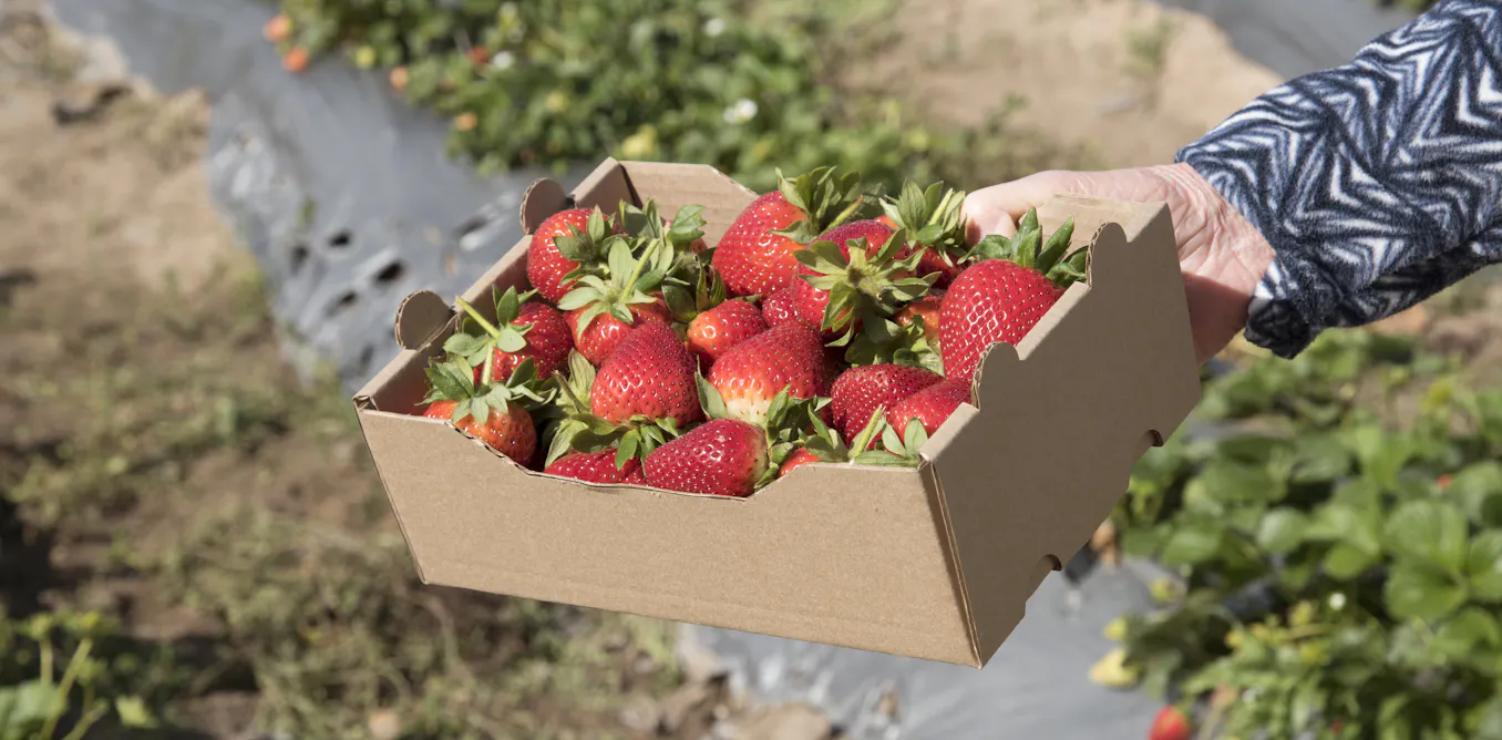 South Africa Is Missing Out On Fresh Fruit Export Growth What It