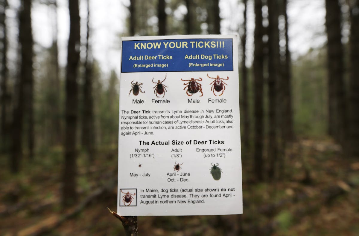 do deer ticks live in trees