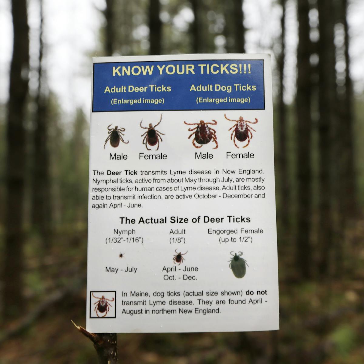 How The Lyme Disease Epidemic Is Spreading And Why Ticks Are So Hard To Stop How The Lyme Disease Epidemic Is Spreading And Why Ticks Are So Hard To Stop