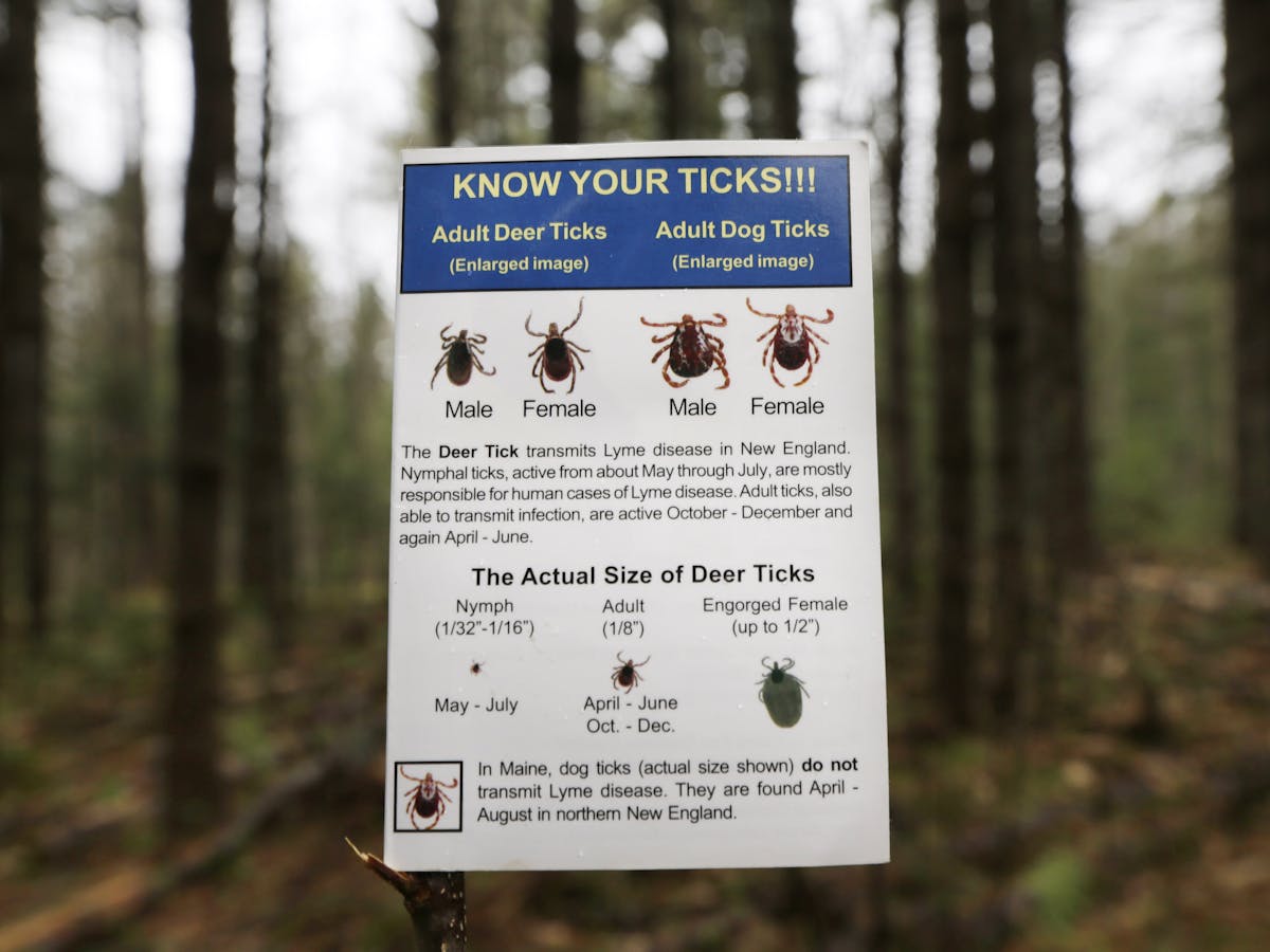 How The Lyme Disease Epidemic Is Spreading And Why Ticks Are So Hard To Stop How The Lyme Disease Epidemic Is Spreading And Why Ticks Are So Hard To Stop