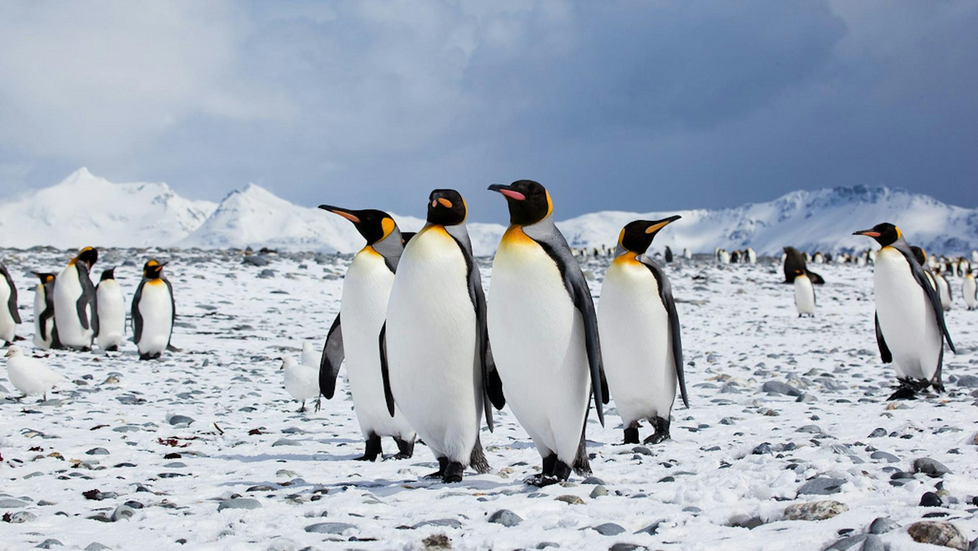 Penguins can’t fly and humans are causing climate change: how