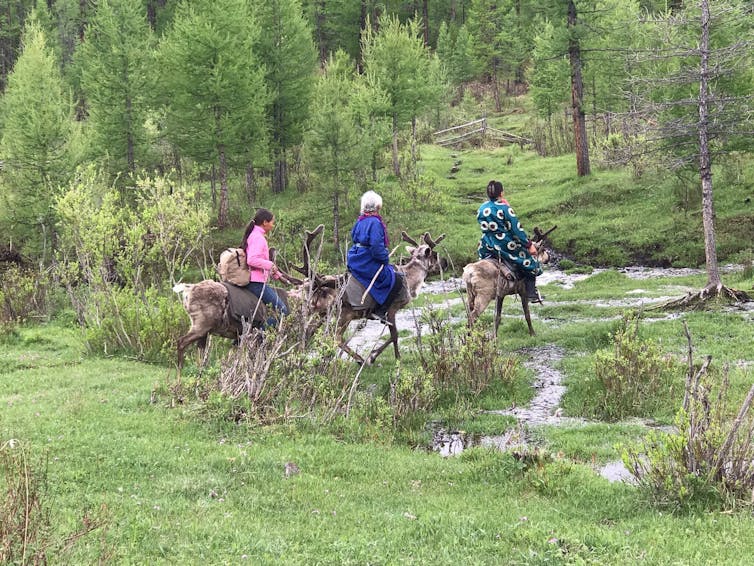 Conservation policies threaten indigenous reindeer herders in Mongolia