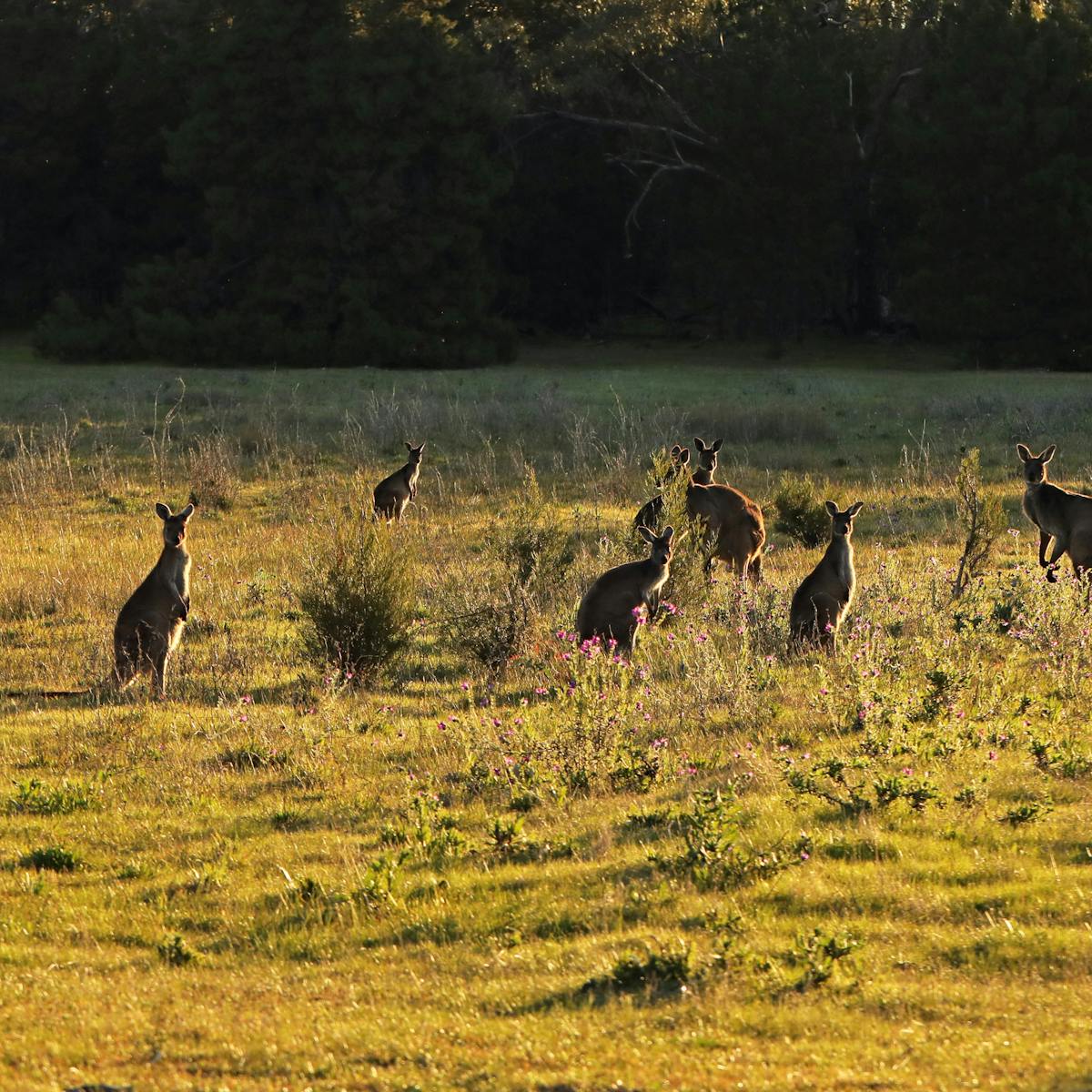 Kangaroos (and other herbivores) are eating away at national parks across  Australia