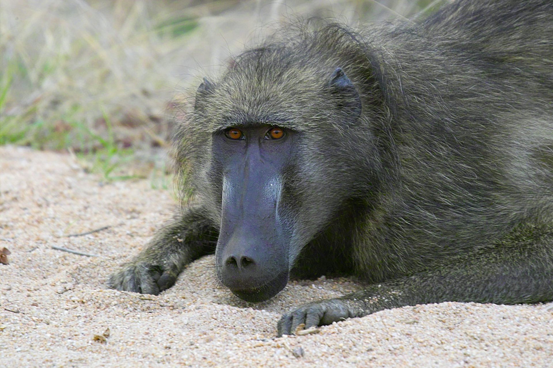 Pictures of store baboons