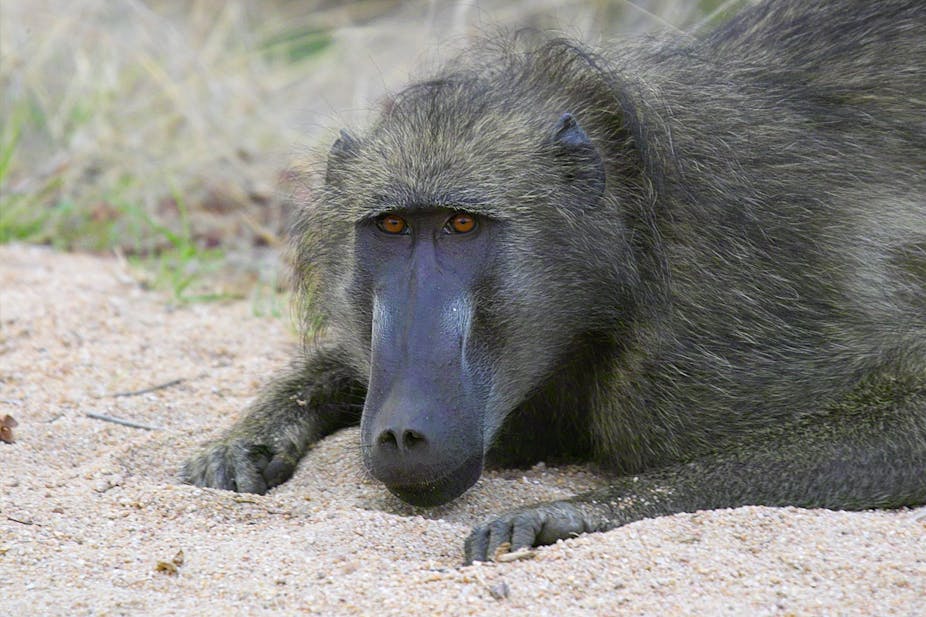 Hungry baboons are a lesson in human personality