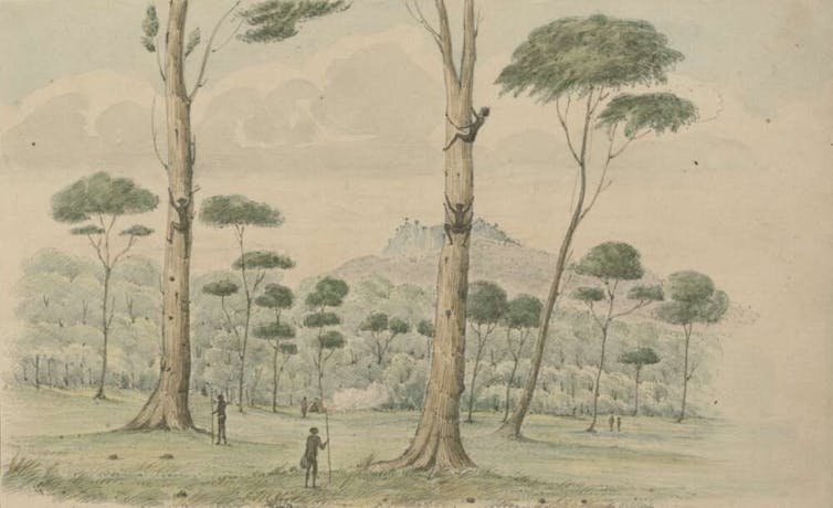 Robert Marsh Westmacott’s picture depicting the ‘View in the Kangaroo Valley showing the manner the Natives climb the trees for opossums and bandicoots’