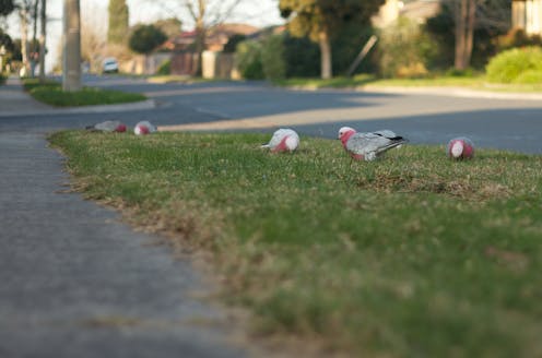 Our land abounds in nature strips – surely we can do more than mow a third of urban green space