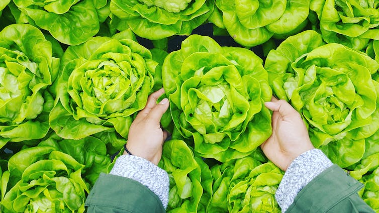 Hands picking up lettuce, person wearing green jacket