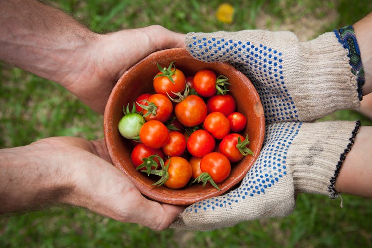 Two pairs of hands (one wearing gloves) holding a bowl of tomatoes over grass