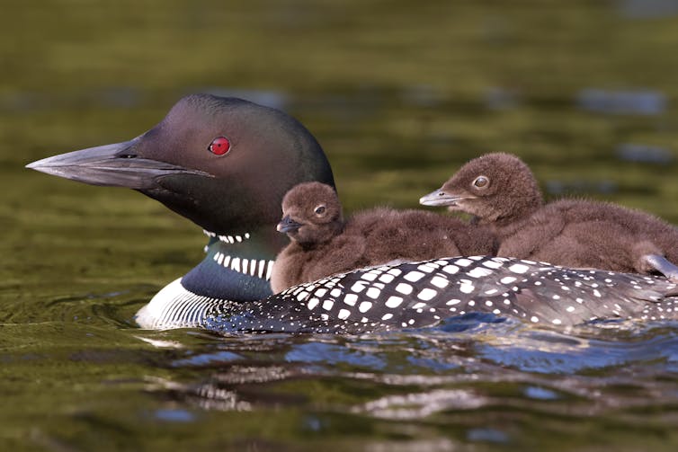 Nature matters to Canadians, so conservation should be an election issue