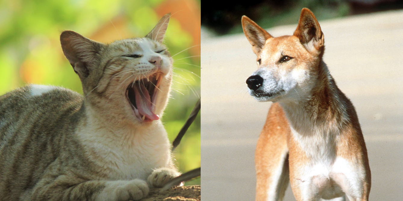 It's a Dog-Eat-Cat World: Could Dingoes be used to control