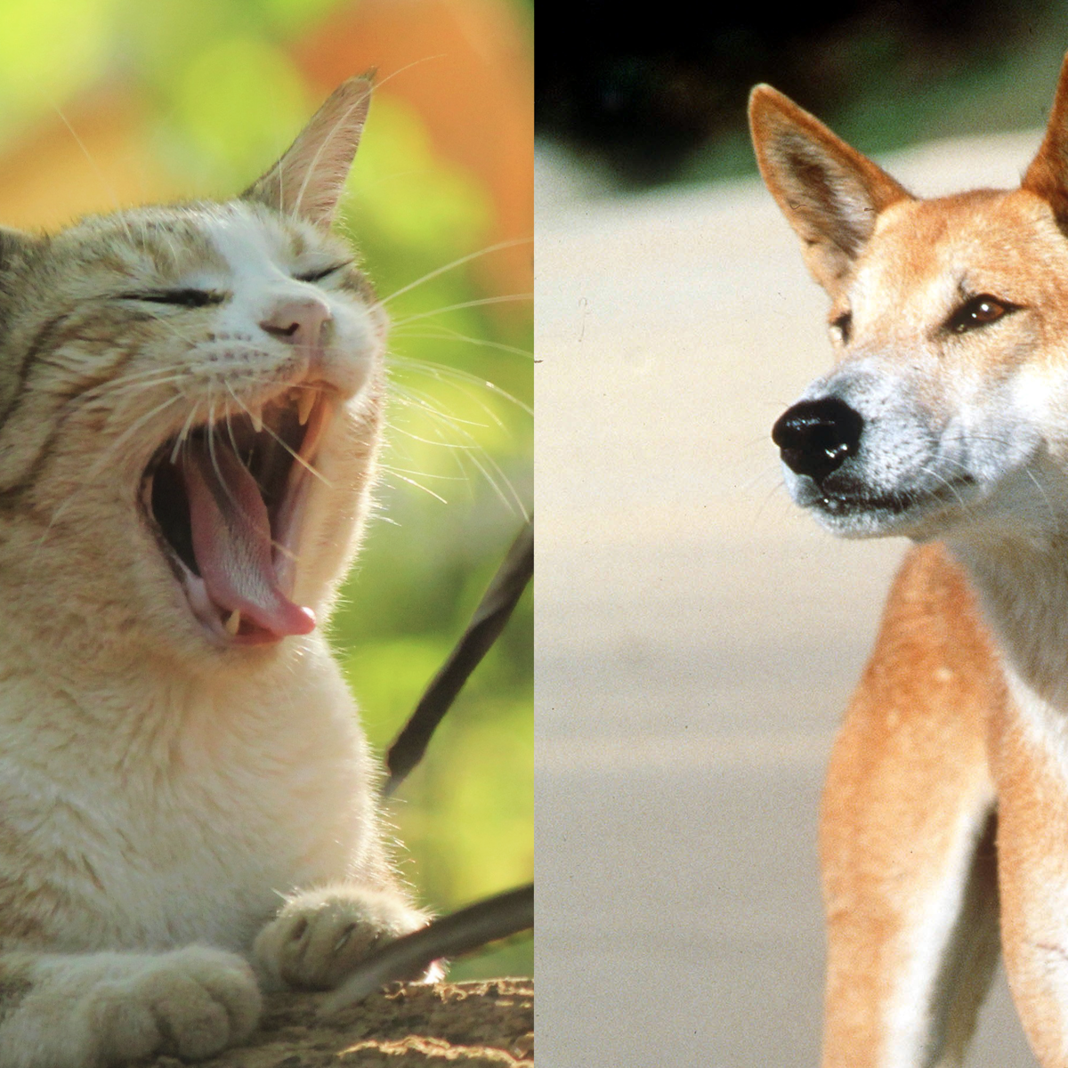 Cats are not scared off by dingoes. We must find another way to protect  native animals